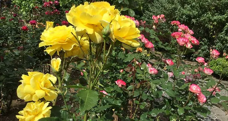 More Roses in the Woodland Garden of A Cascade View Bed & Breakfast
