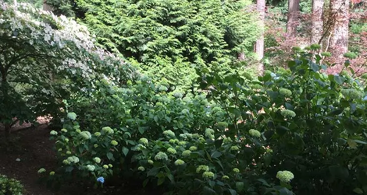 The Woodland Garden of A Cascade View Bed & Breakfast
