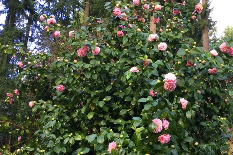 Camellias in the Garden Falls from A Cascade View Bed & Breakfast